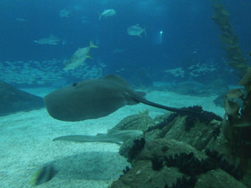 Смотреть фото Американский хвостокол Фото Американский хвостокол