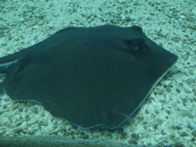 Смотреть фото Американский хвостокол Фото Американский хвостокол