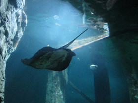 Смотреть фото Американский хвостокол Фото Американский хвостокол