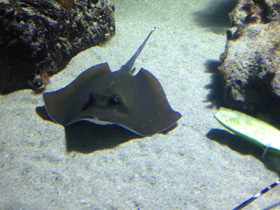 Смотреть фото Синепятнистый хвостокол Кюля Фото Синепятнистый хвостокол Кюля