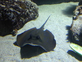 Смотреть фото Синепятнистый хвостокол Кюля Фото Синепятнистый хвостокол Кюля