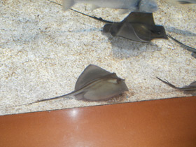 Смотреть фото Морской кот Фото Морской кот