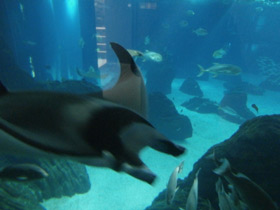 Смотреть фото Европейская мобула Фото Европейская мобула