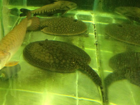 Фото Речной песчаный хвостокол