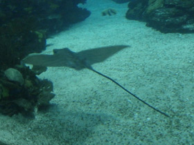 Смотреть фото Бычий орляк Фото Бычий орляк