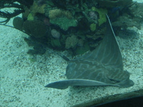 Смотреть фото Бычий орляк Фото Бычий орляк