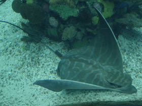 Смотреть фото Бычий орляк Фото Бычий орляк