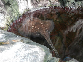 Смотреть фото Морская лисица Фото Морская лисица