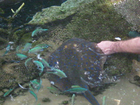 Смотреть фото Синепятнистый рифовый хвостокол Фото Синепятнистый рифовый хвостокол