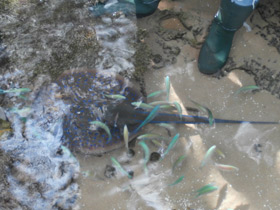 Смотреть фото Синепятнистый рифовый хвостокол Фото Синепятнистый рифовый хвостокол