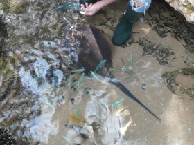 Смотреть фото Синепятнистый рифовый хвостокол Фото Синепятнистый рифовый хвостокол