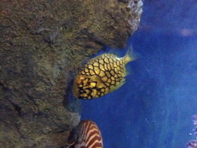 Смотреть фото Японский шишечник Фото Японский шишечник