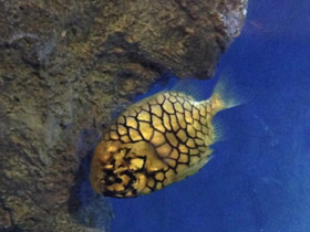 Смотреть фото Японский шишечник Фото Японский шишечник