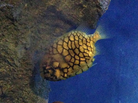 Смотреть фото Японский шишечник Фото Японский шишечник