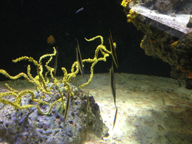 Смотреть фото Обыкновенная кривохвостка Фото Обыкновенная кривохвостка