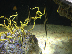 Смотреть фото Обыкновенная кривохвостка Фото Обыкновенная кривохвостка