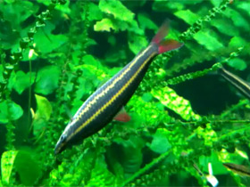 Фото Обыкновенный аностомус