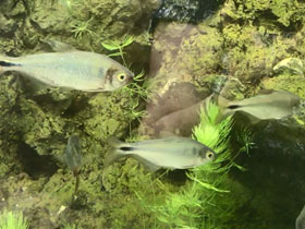 Смотреть фото Мексиканская тетра Фото Мексиканская тетра