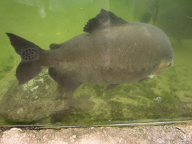 Смотреть фото Бурый паку Фото Бурый паку