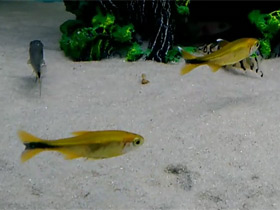 Смотреть фото Mедная тетра Фото Mедная тетра