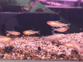 Фото Красноносая тетра