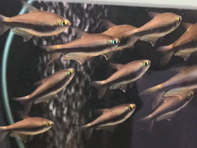 Фото Королевская тетра