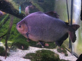 Фото Самые необычные и удивительные животные