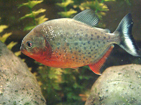 Смотреть фото Доброе слово об аквариумных хищниках Фото Доброе слово об аквариумных хищниках