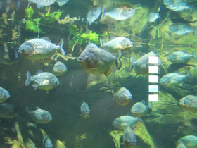 Смотреть фото Обыкновенная (краснобрюхая) пиранья Фото Обыкновенная (краснобрюхая) пиранья