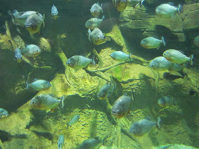 Смотреть фото Обыкновенная (краснобрюхая) пиранья Фото Обыкновенная (краснобрюхая) пиранья