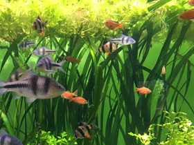 Фото Огненный барбус