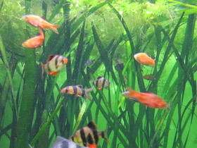 Фото Огненный барбус