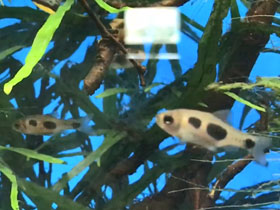 Фото Барбус бабочка