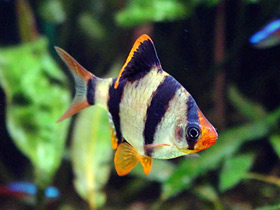 Смотреть фото Суматранский барбус Фото Суматранский барбус