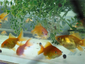 Фото Золотая рыбка