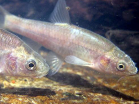 Фото Barbus amatolicus