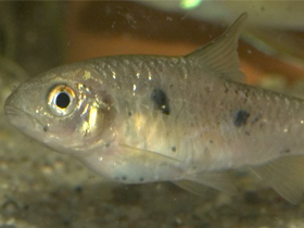 Фото Barbus anniae