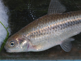 Фото Барбус Мотебе