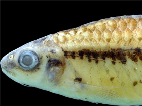 Фото Barbus niokoloensis