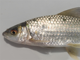 Фото Labeo mesops