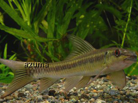 Фото Labeo victorianus