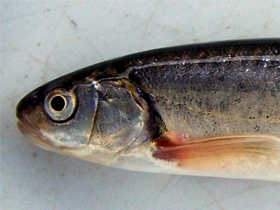 Фото Lepidomeda aliciae