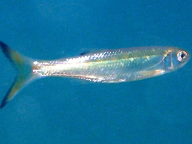 Фото Пятнадцатиполосый барилий