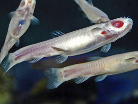 Фото Phreatichthys andruzzii