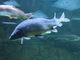 Фото Обыкновенный карп