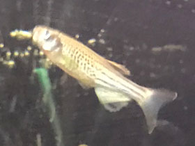 Фото Леопардовый данио