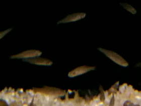 Фото Микрорасбора галактика