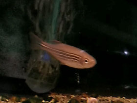 Фото Данио рерио — полосатые жители аквариума школьника