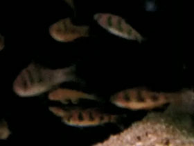 Фото Ромбовый барбус