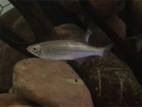 Фото Гигантский данио